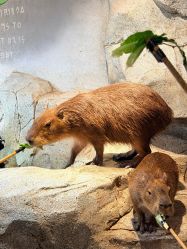 -Zoolung Zoolung动物主题公园(海信广场店)