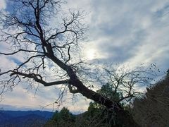 -阳台山自然风景区