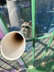 点击看大图 -萌宠亲子动物乐园(槐房万达店)