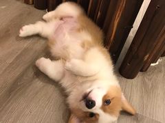 -浣熊柯尔鸭土拨鼠·电玩咖