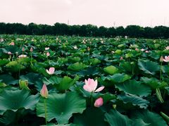 -荷塘月色湿地公园·向阳花洲