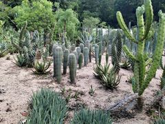 -深圳仙湖植物园