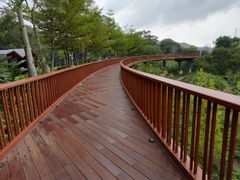 -银湖山郊野公园-相思林