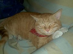 睡美人-Sirena海妖日咖夜酒