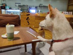 -柴务处·柴犬主题狗咖