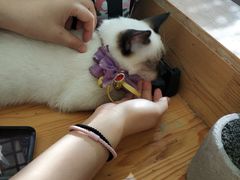 -猫小院猫主题咖啡厅(北锣店)