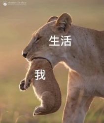 -TRIMS HAIR 修剪造型·烫染接发