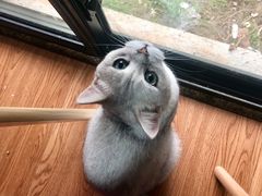 -李小姐の猫咖啡馆(五角场店)