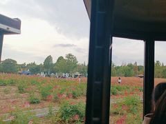 -同里国家湿地公园