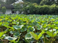 -上海醉白池公园