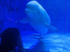 -芜湖新华联大白鲸海洋公园