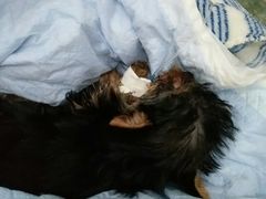 -伟伟宠物医院·CT影像中心·瑞派犬猫综合性门诊(汉口总院)
