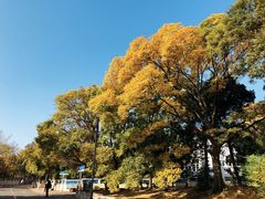-八大关景区