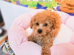 -瑞派福兴宠物医院犬猫全科·骨科·中西医结合(河东店)