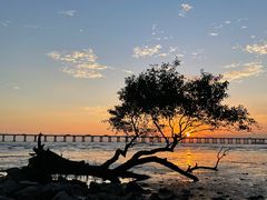 -宝安西湾红树林湿地公园