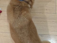 -是阿柴呀！柴犬咖啡·爱喵喵猫咖