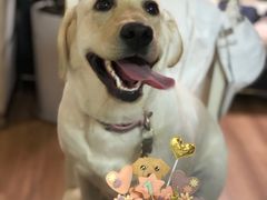 -帕帕拉兹宠物(亚洲旗舰店)