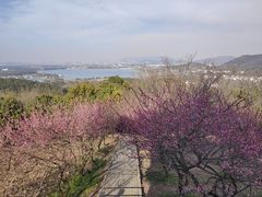 -香雪海