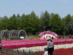 -荷兰花海