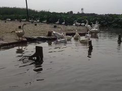 -白洋淀景区