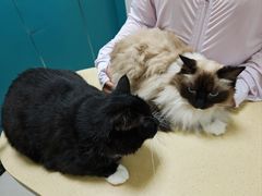 -乖乖宠物医院·猫科·急重症中心(车站北路分院)
