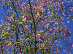 -天适樱花悠乐园