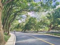 -上海佘山国家森林公园天马山园