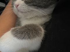 -lincat·猫舍(广州店)