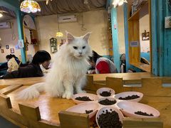 -猫小院猫主题咖啡厅(北锣店)