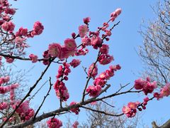 -梅花山(明孝陵内)