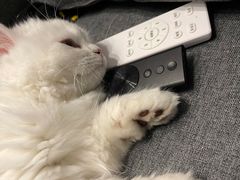 -lincat·猫舍(广州店)