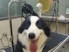 -暖阳宠物医院·犬猫康复中心·骨科