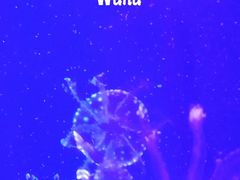 -芜湖新华联大白鲸海洋公园