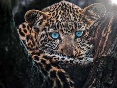 -罗红摄影艺术馆