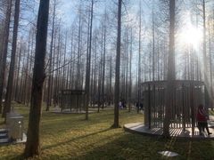 -黄海国家森林公园