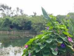 -花溪公园