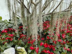 -上海鲜花港