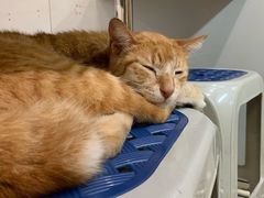 -新记餐厅(香槟大厦店)