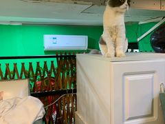 -李小姐の猫咖啡馆(五角场店)
