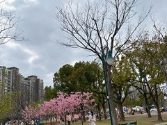 -新江湾城公园