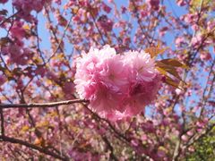 -高东镇樱花园
