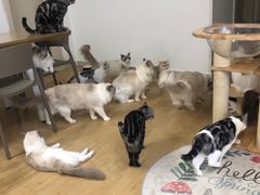 -有喵·猫咖·狗咖·30几只猫10只小狗(岗厦店)
