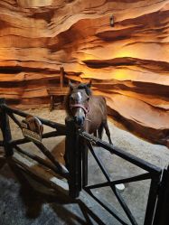 -酷嗒动物文化乐园(cutezoo西溪乐天城店)