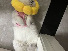 -芭比堂动物医院·犬猫全科·异宠专科(雁塔分院)