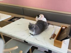 -喵园·猫主题咖啡厅·撸猫·猫咖(国贸店)