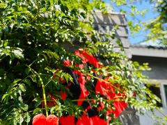 -苹果树下艺术餐厅(通州店)