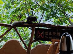 -天门沟九州驿站树上汤泉