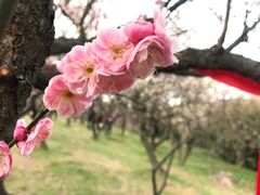 -无锡梅园公园
