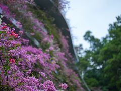 -深圳仙湖植物园-停车场