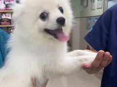 -佳雯宠物医院·皮肤科·内外科(春晓路分院)